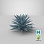 Planta Big Agave Tequilana Blue Agave
