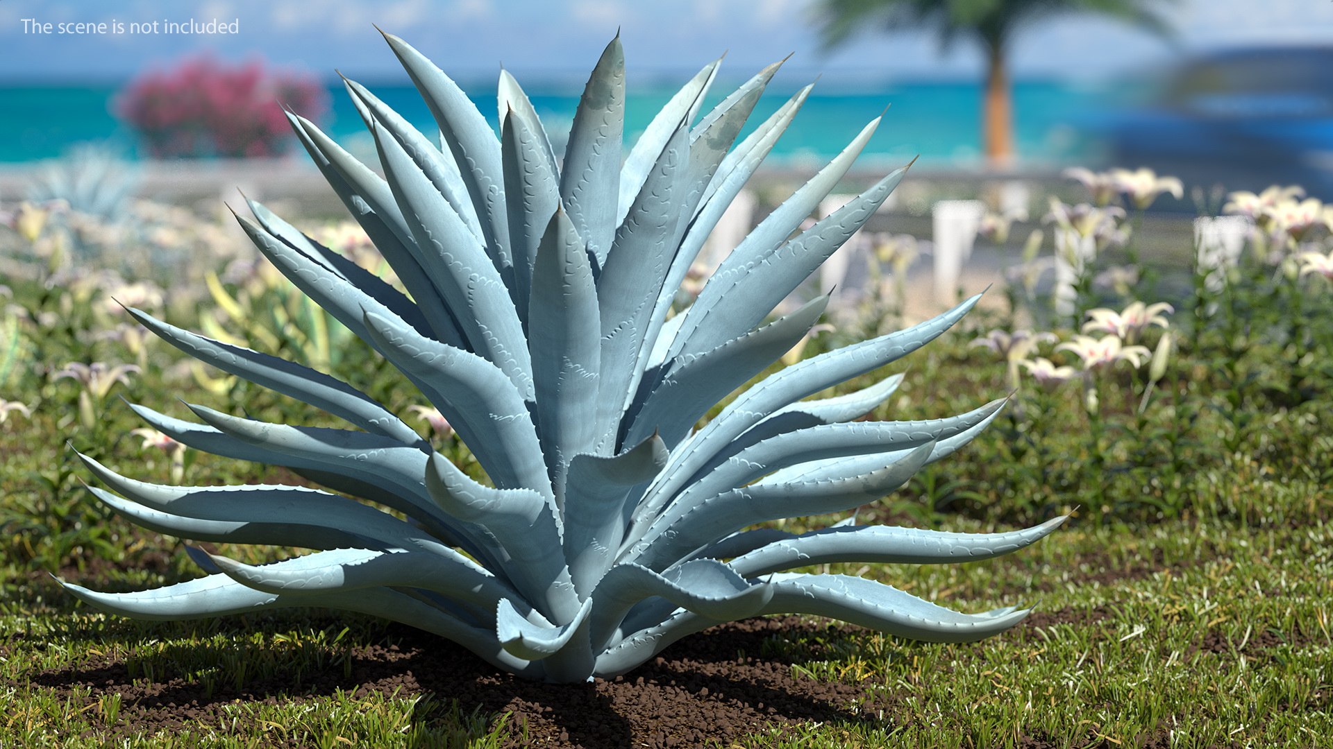 big agave tequilana blue 3D model https://p.turbosquid.com/ts-thumb/D1/nRtON9/7DA9GT6l/bigagavetequilanablueagaveplant3dsmodel003/jpg/1583952189/1920x1080/fit_q87/944e27d569e401e6096ff1e82094a33edfc4afbb/bigagavetequilanablueagaveplant3dsmodel003.jpg