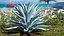 Planta Big Agave Tequilana Blue Agave