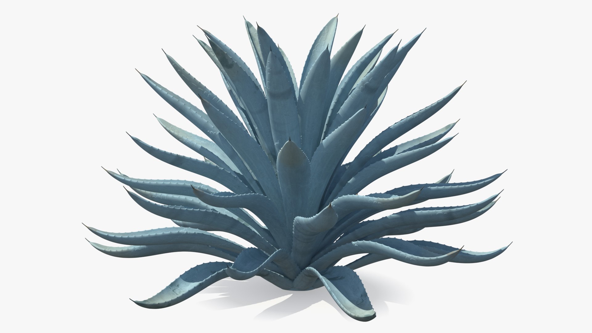 Big Agave Tequilana Blue Agave Plant 3D model preview