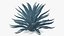 Planta Big Agave Tequilana Blue Agave