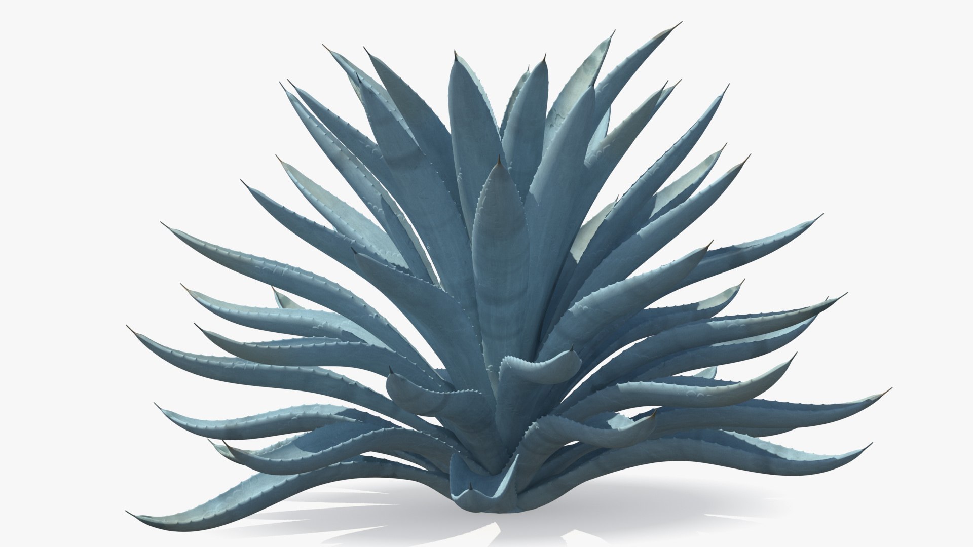 big agave tequilana blue 3D model https://p.turbosquid.com/ts-thumb/D1/nRtON9/WvLBkgRG/bigagavetequilanablueagaveplant3dsmodel004/jpg/1583952192/1920x1080/fit_q87/8997e10621715ff9b232c3bce3ad4102a82845c3/bigagavetequilanablueagaveplant3dsmodel004.jpg
