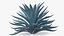 Planta Big Agave Tequilana Blue Agave