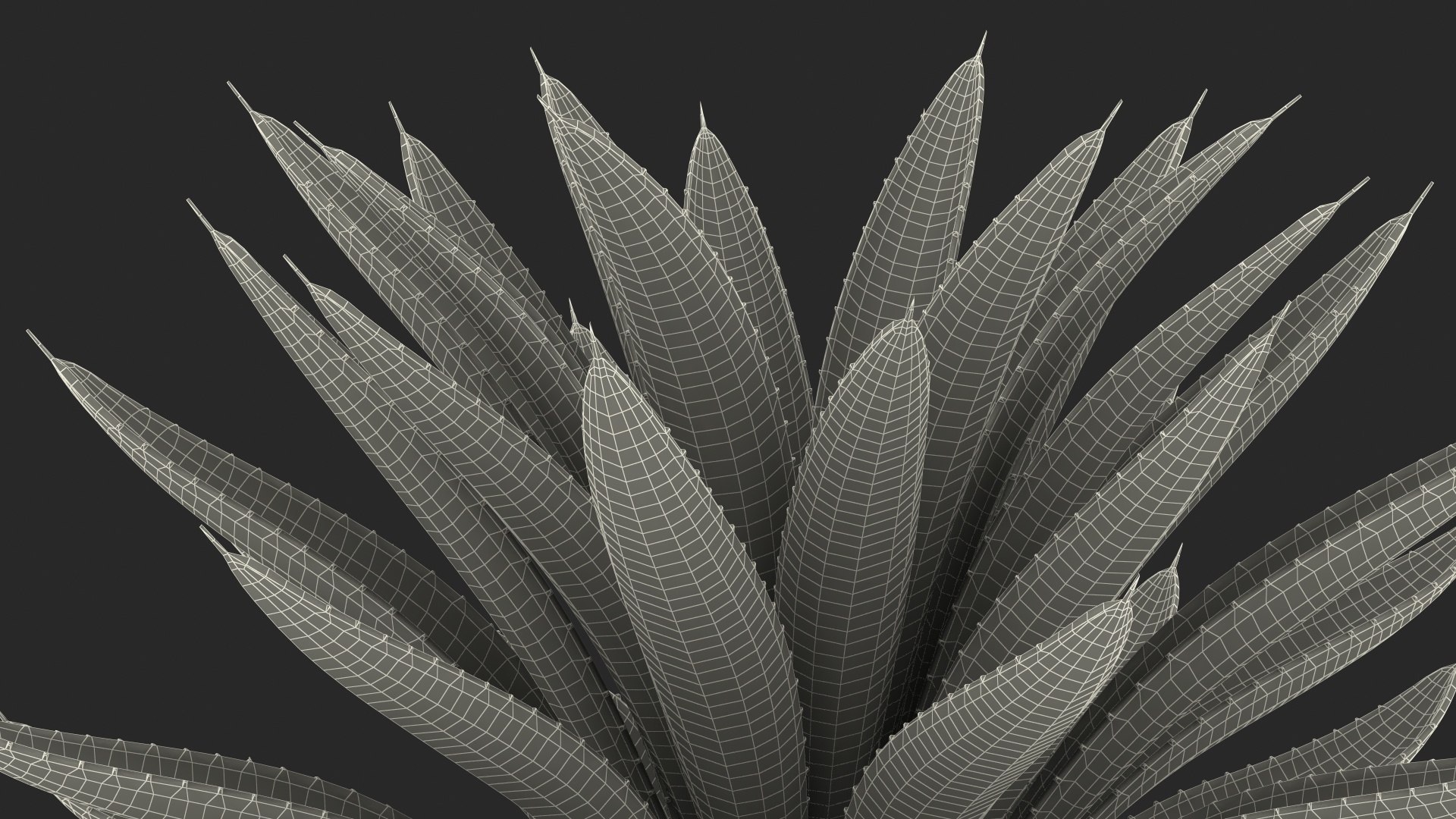 big agave tequilana blue 3D model https://p.turbosquid.com/ts-thumb/D1/nRtON9/arhm8qBC/bigagavetequilanablueagaveplant3dsmodel020/jpg/1583952245/1920x1080/fit_q87/950451c4660b1080c696fdb4a42ecf9e3d5a089e/bigagavetequilanablueagaveplant3dsmodel020.jpg