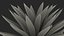 Planta Big Agave Tequilana Blue Agave