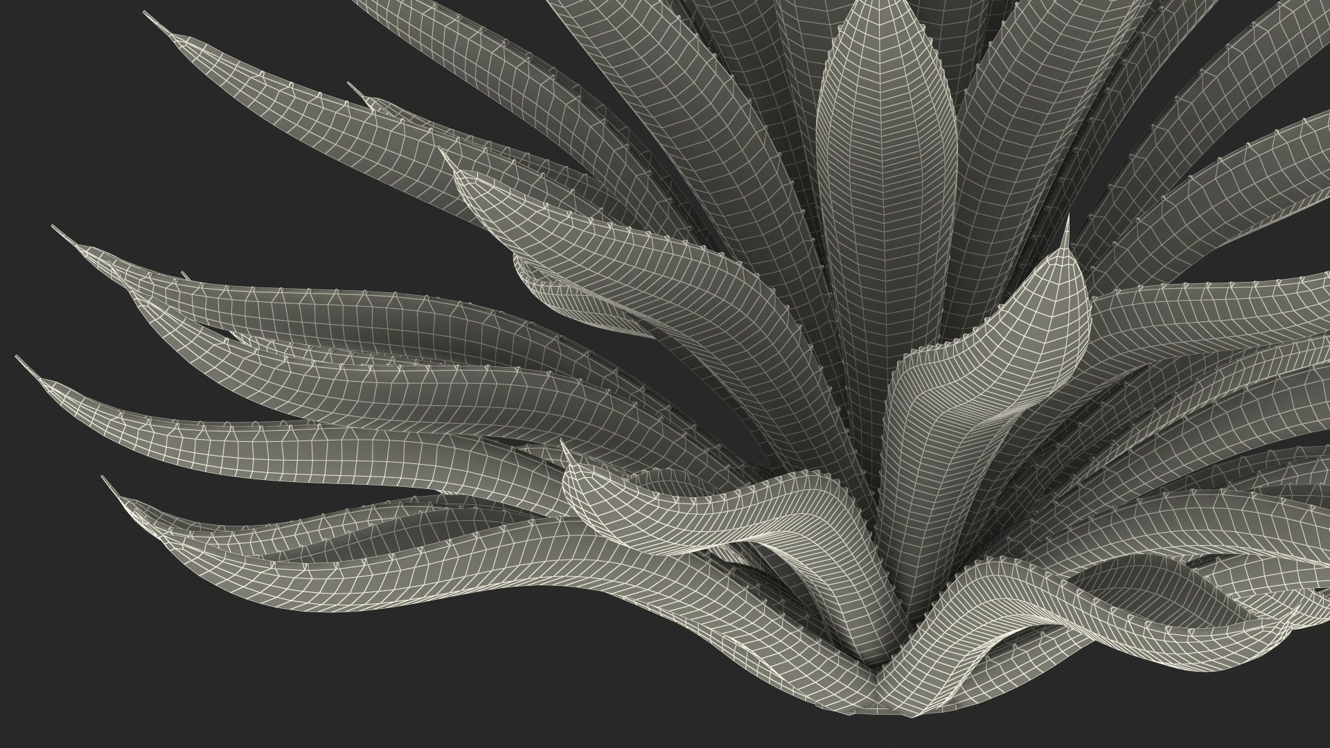 big agave tequilana blue 3D model https://p.turbosquid.com/ts-thumb/D1/nRtON9/g57h3n2C/bigagavetequilanablueagaveplant3dsmodel019/jpg/1583952241/1920x1080/fit_q87/fc847a46ae2fb8e8565fa1b02e098a7323981418/bigagavetequilanablueagaveplant3dsmodel019.jpg