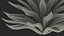 Planta Big Agave Tequilana Blue Agave