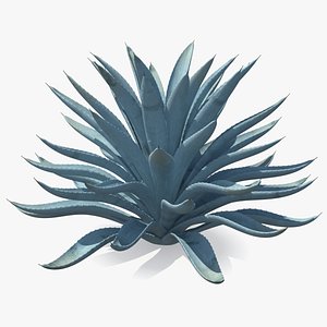 big agave tequilana blue 3D model