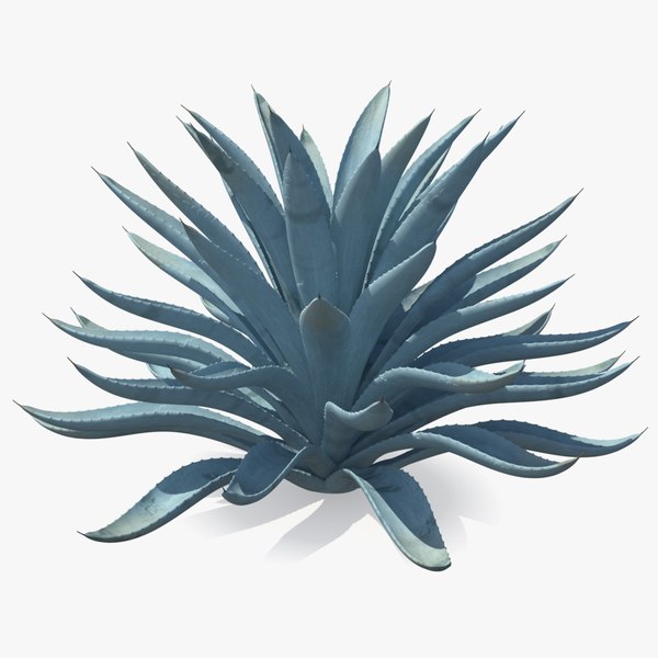A Brief Course In Rare Succulents Online