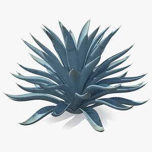 Big Agave Tequilana Blue Agave Plant