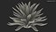 Planta Big Agave Tequilana Blue Agave
