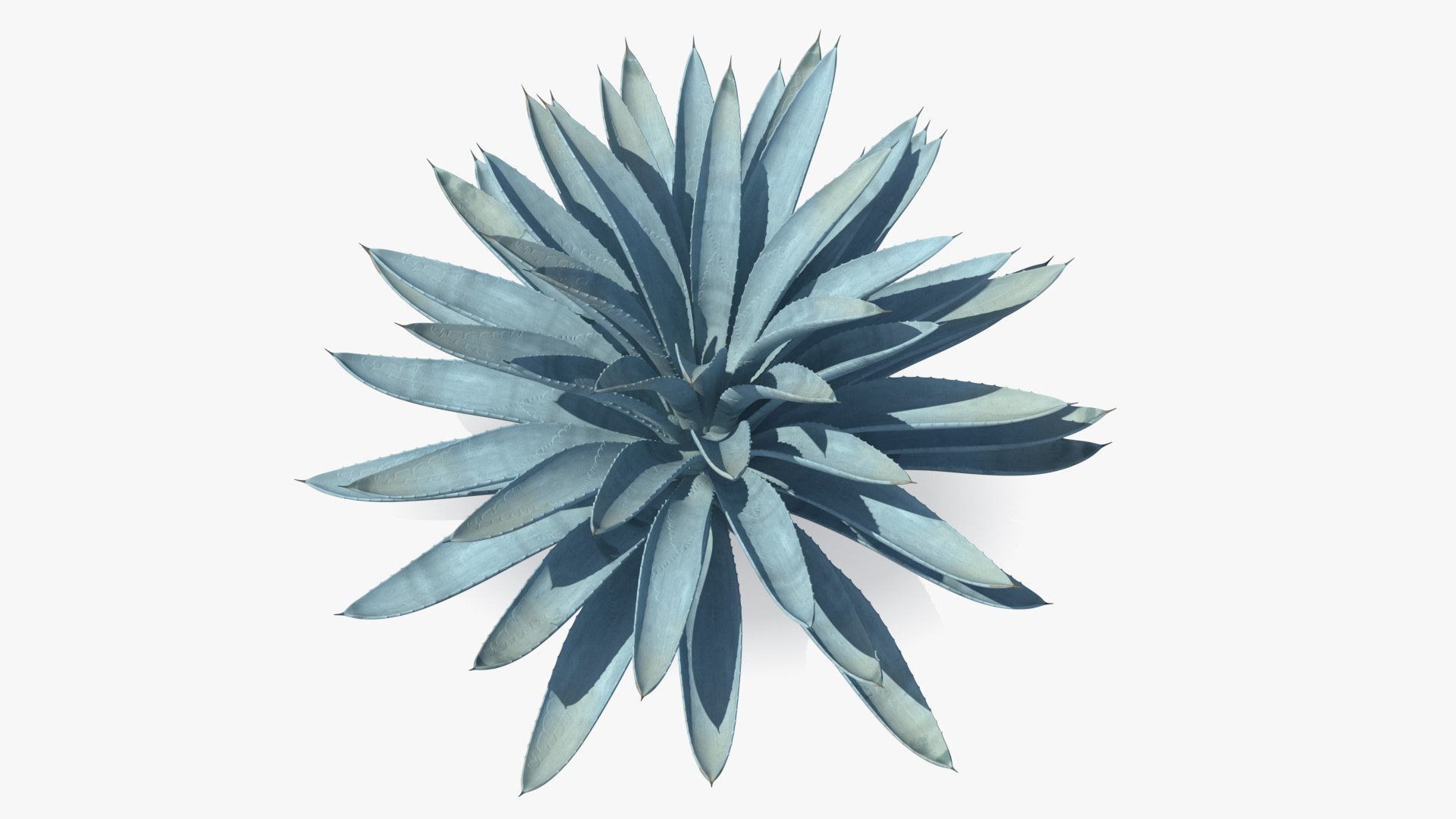 big agave tequilana blue 3D model https://p.turbosquid.com/ts-thumb/D1/nRtON9/neecdw6o/bigagavetequilanablueagaveplant3dsmodel008/jpg/1583952204/1920x1080/fit_q87/2a41484e73585fc45e935bd5583cb51daabbabf6/bigagavetequilanablueagaveplant3dsmodel008.jpg