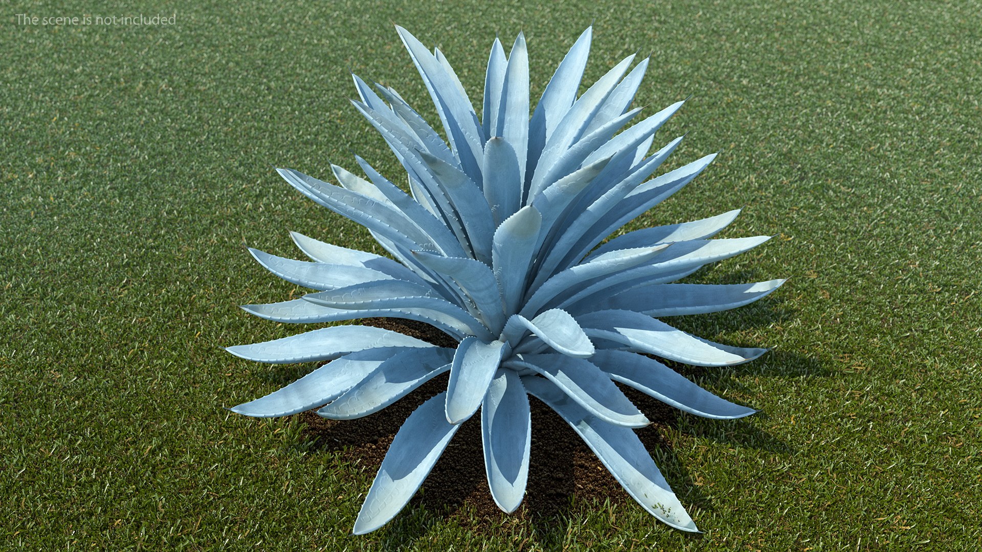 big agave tequilana blue 3D model https://p.turbosquid.com/ts-thumb/D1/nRtON9/rGy85W1h/bigagavetequilanablueagaveplant3dsmodel002/jpg/1583952185/1920x1080/fit_q87/5f96bd409bdfea35d33a3f638587f85499a4e543/bigagavetequilanablueagaveplant3dsmodel002.jpg