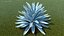 Planta Big Agave Tequilana Blue Agave