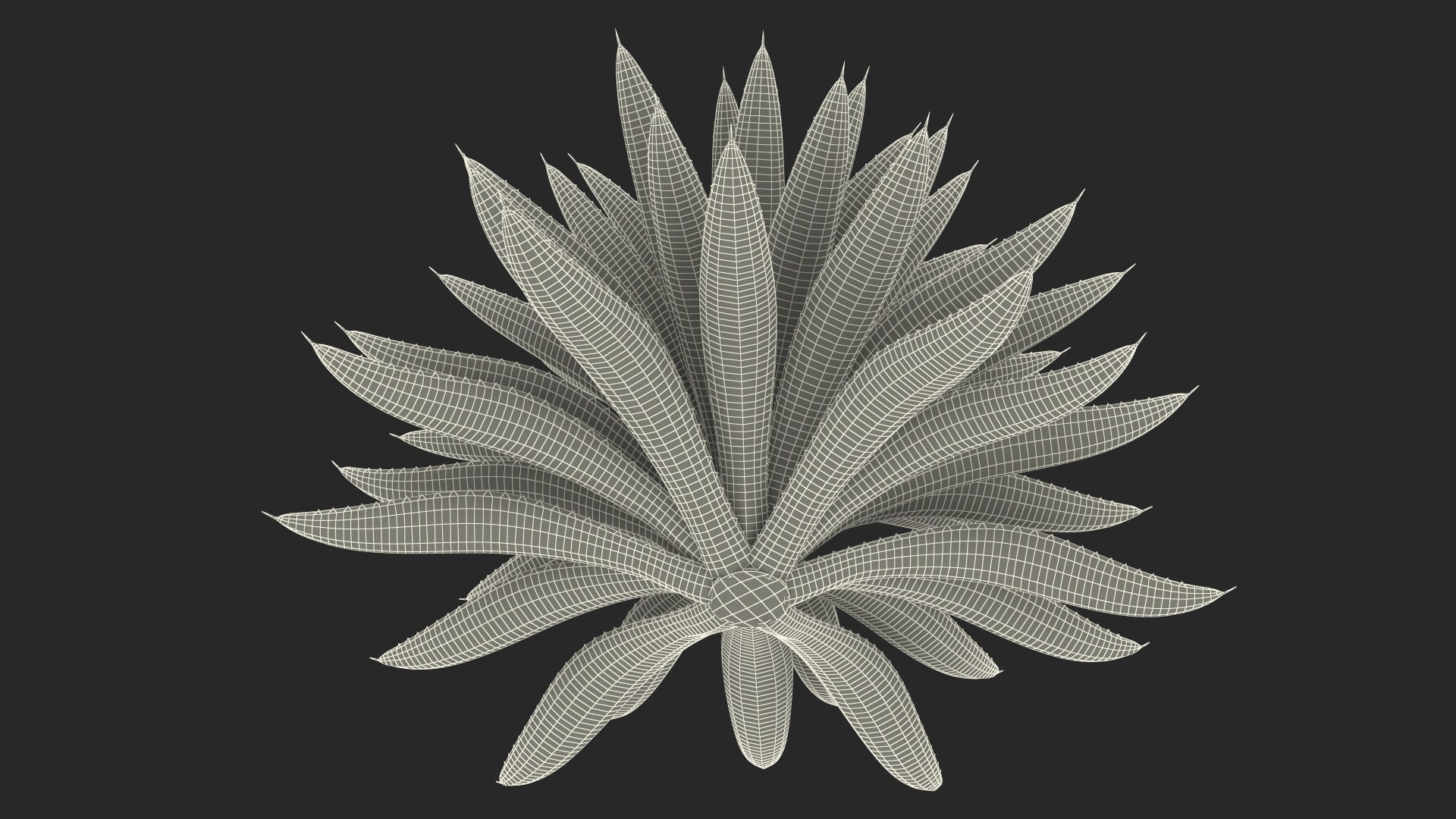 big agave tequilana blue 3D model https://p.turbosquid.com/ts-thumb/D1/nRtON9/rrYsrjoJ/bigagavetequilanablueagaveplant3dsmodel018/jpg/1583952238/1920x1080/fit_q87/0a06ab7991c5fb04df3eb3bd22ad8c71f089acee/bigagavetequilanablueagaveplant3dsmodel018.jpg