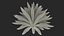 Planta Big Agave Tequilana Blue Agave