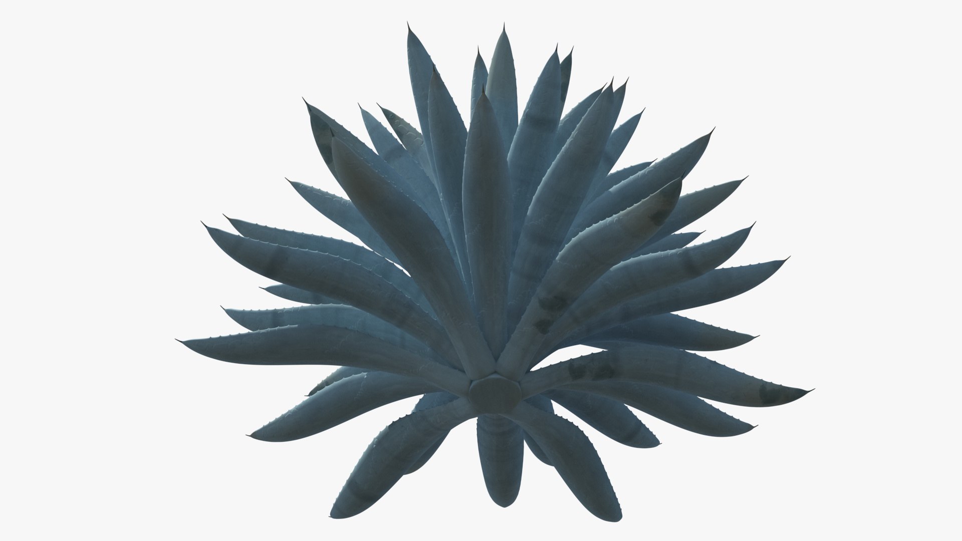 big agave tequilana blue 3D model https://p.turbosquid.com/ts-thumb/D1/nRtON9/w7f7xffy/bigagavetequilanablueagaveplant3dsmodel009/jpg/1583952207/1920x1080/fit_q87/469673e054422a3233d4ea8e077b430669a0b66e/bigagavetequilanablueagaveplant3dsmodel009.jpg