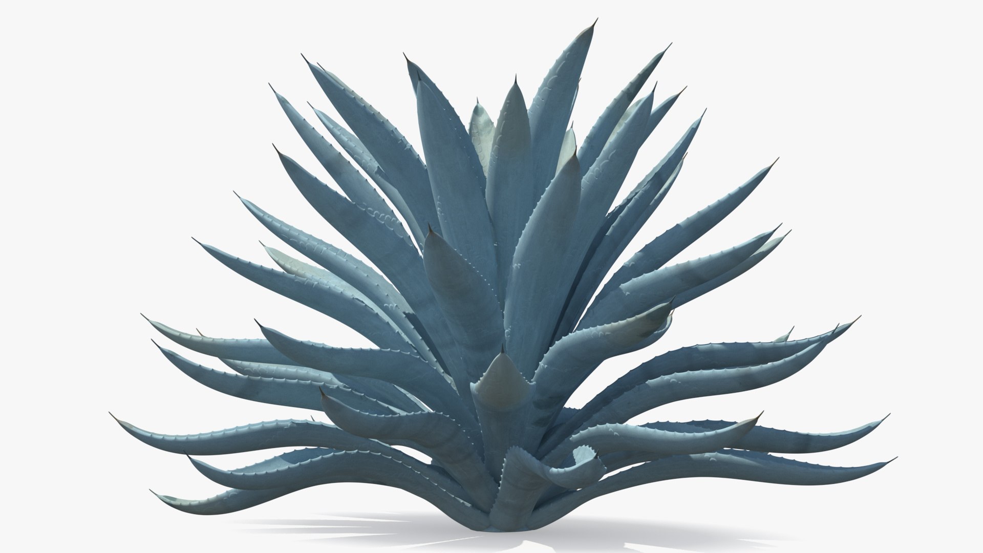 big agave tequilana blue 3D model https://p.turbosquid.com/ts-thumb/D1/nRtON9/yFuFOGPx/bigagavetequilanablueagaveplant3dsmodel005/jpg/1583952195/1920x1080/fit_q87/33613beeda3db0529b755066a53a09237cc4eee8/bigagavetequilanablueagaveplant3dsmodel005.jpg