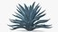 Planta Big Agave Tequilana Blue Agave