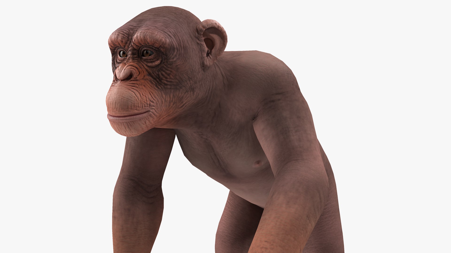 Walking Light Chimpanzee 3D model preview