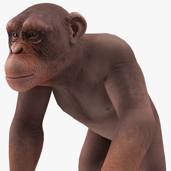 modelo 3d Walking Light Chimpanzee - TurboSquid 1432255
