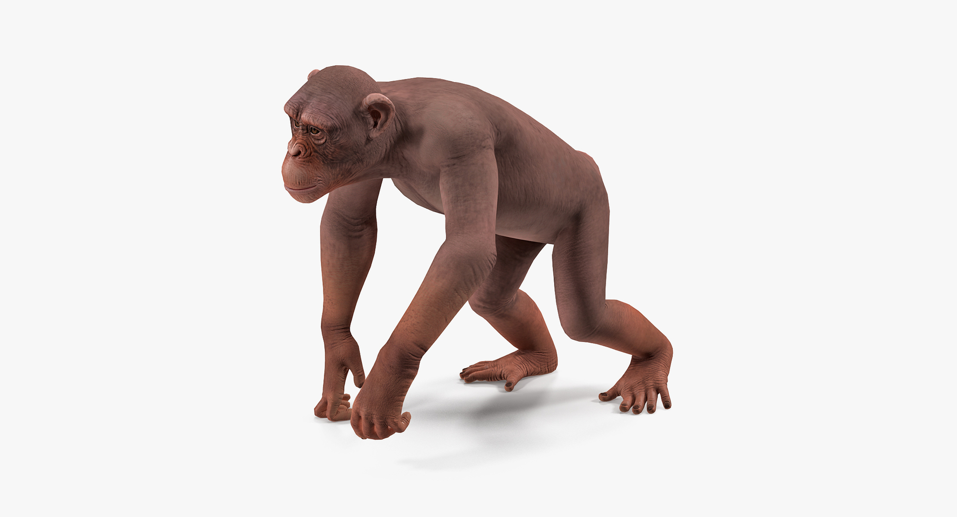 Walking Light Chimpanzee 3D - TurboSquid 1432255