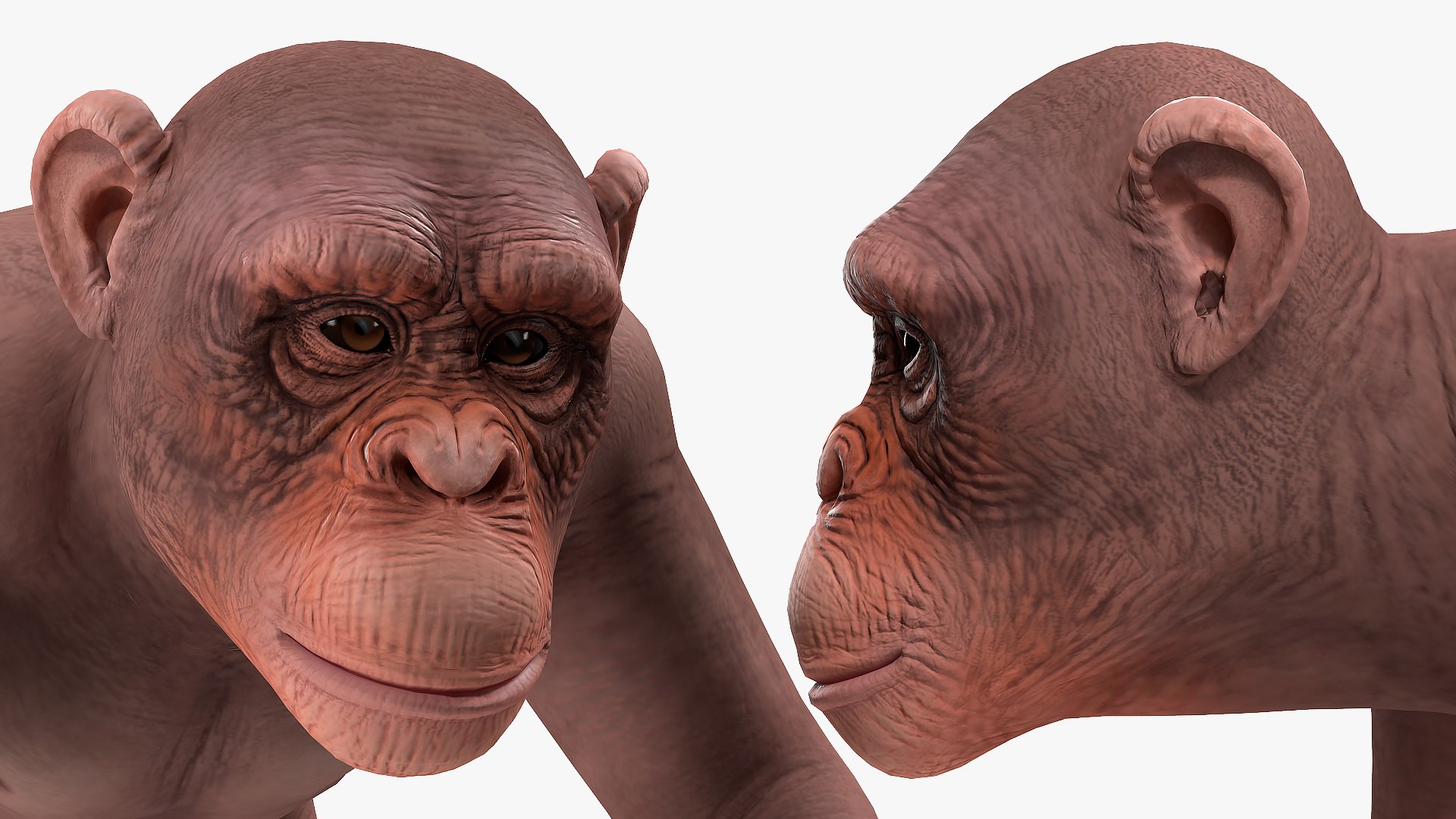 Walking Light Chimpanzee 3D - TurboSquid 1432255