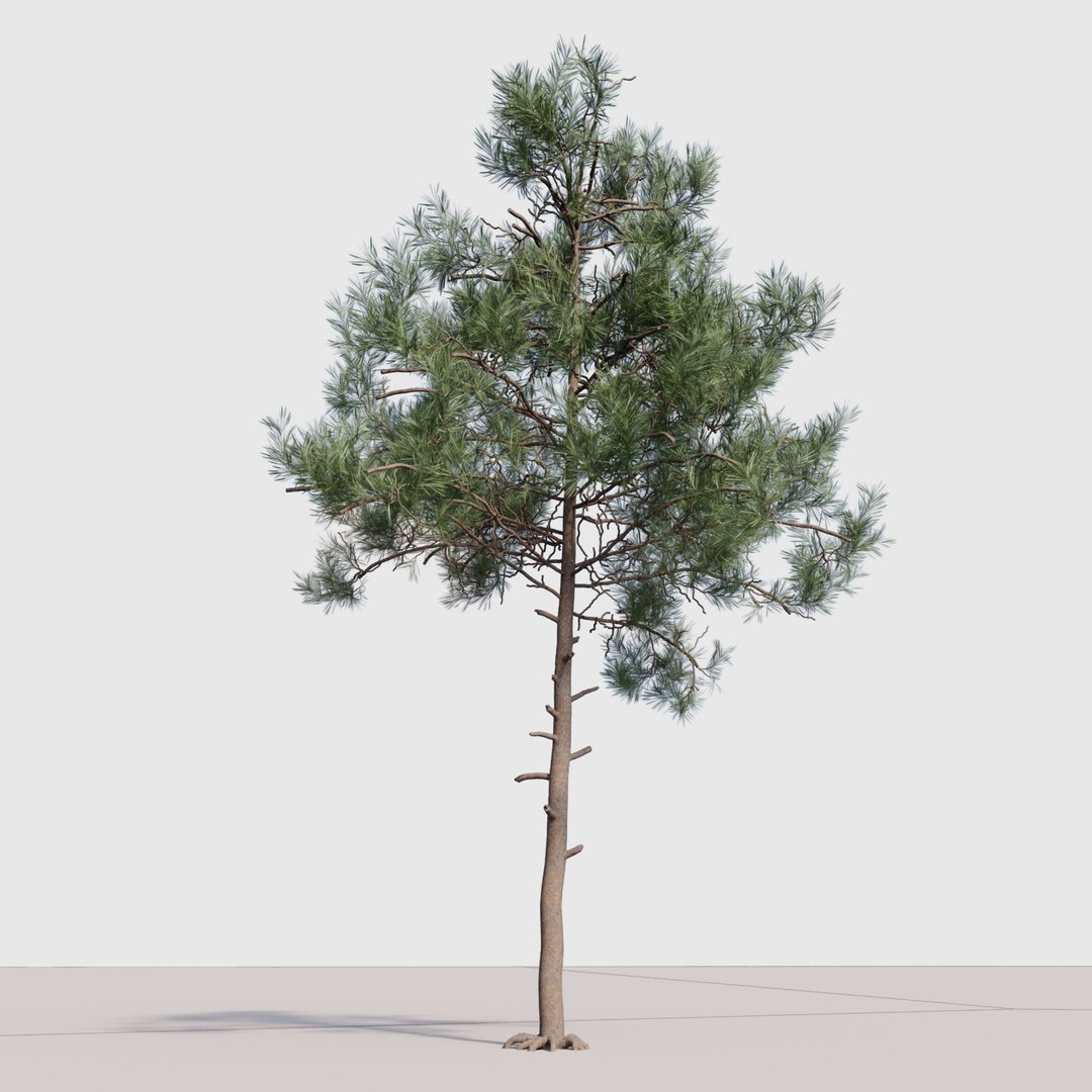 Pine Tree Model - TurboSquid 1239826