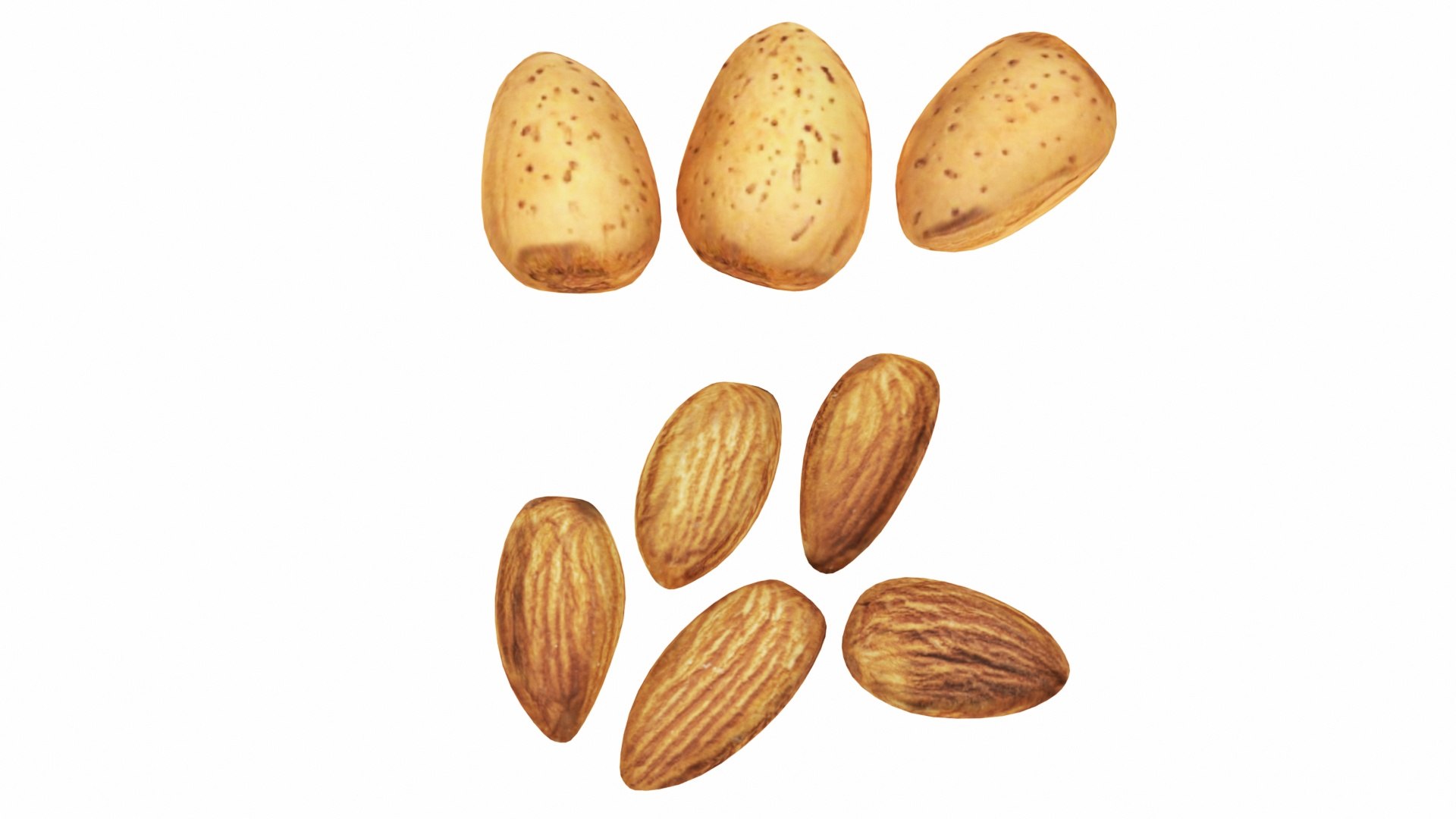 3D model nut https://p.turbosquid.com/ts-thumb/D2/2vf32A/6FftF7Yw/0almond1/jpg/1588951926/1920x1080/fit_q87/4f9af0fc141115eb2307247774168a6c607196d6/0almond1.jpg