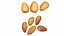 Nut Collection