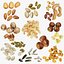 Nut Collection