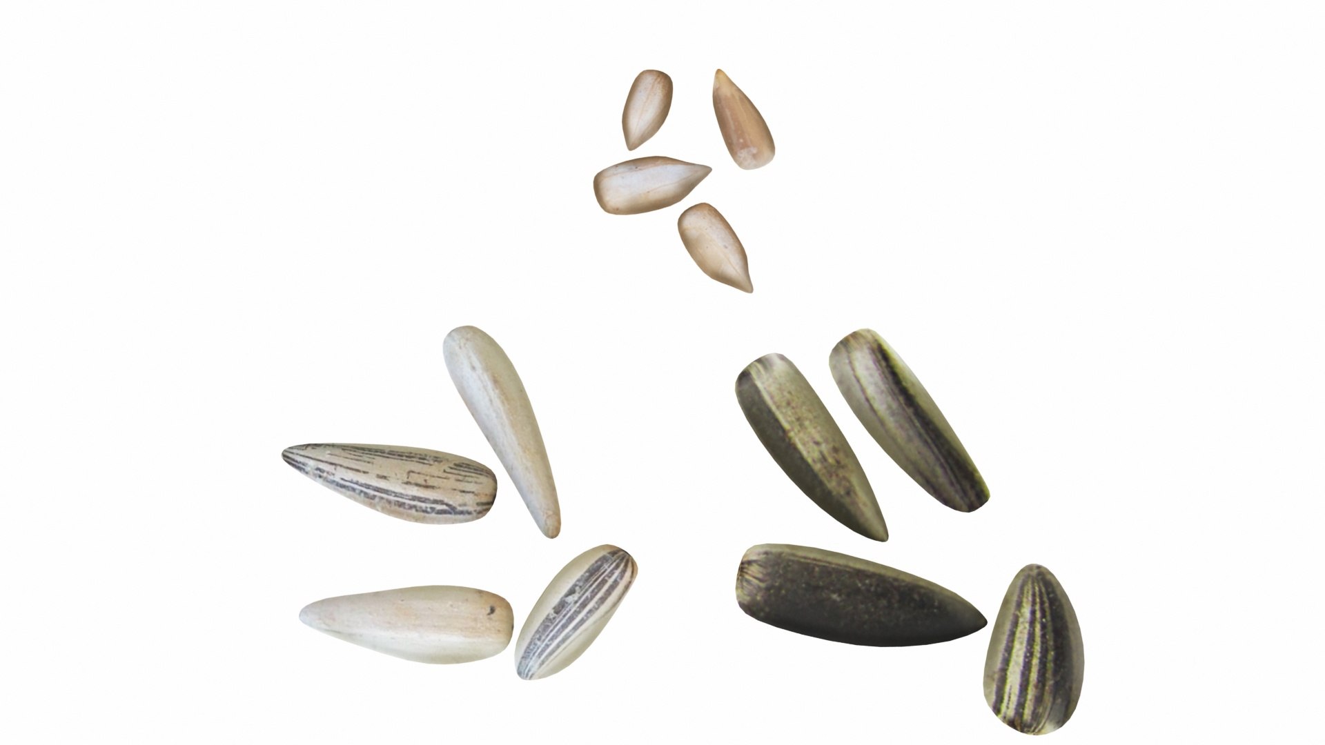3D model nut https://p.turbosquid.com/ts-thumb/D2/2vf32A/hSy7wg6f/0sunflowerseeds2/jpg/1588951927/1920x1080/fit_q87/edb9706a0236a41f3bf346dad4fdf30c349e2c07/0sunflowerseeds2.jpg