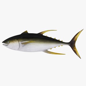 tuna 3d model