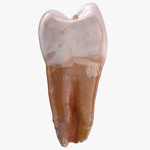 premolar upper jaw 04 3D model