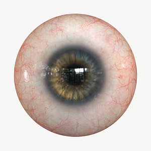 3D model Eye Gray 1 Real-time 4k texture Marmoset Toolbag3 Maya FBX OBJ