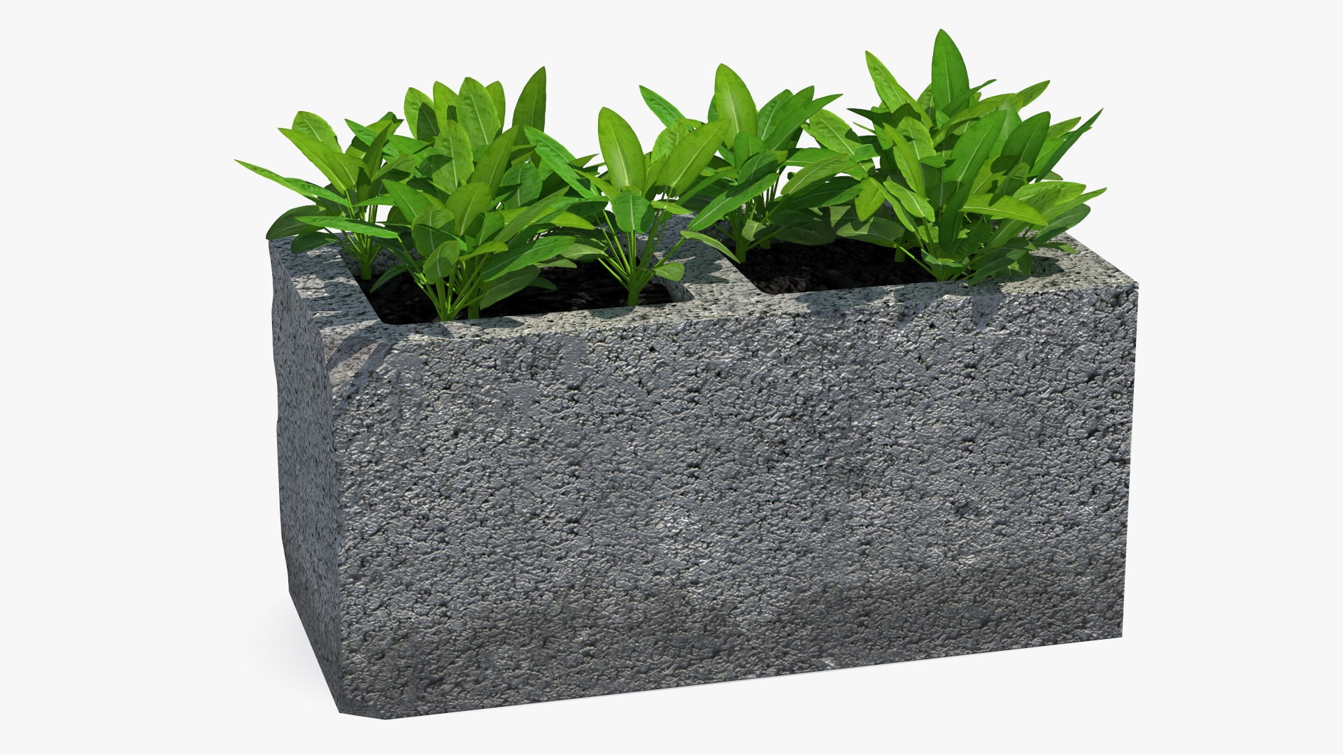 Cinder Block with Greenery model https://p.turbosquid.com/ts-thumb/D2/J8cOoi/Pz/cinder_block_with_greenery_009/jpg/1734827374/1920x1080/fit_q87/49792044f1a958fbd598fbc0d23d40e6223a1485/cinder_block_with_greenery_009.jpg
