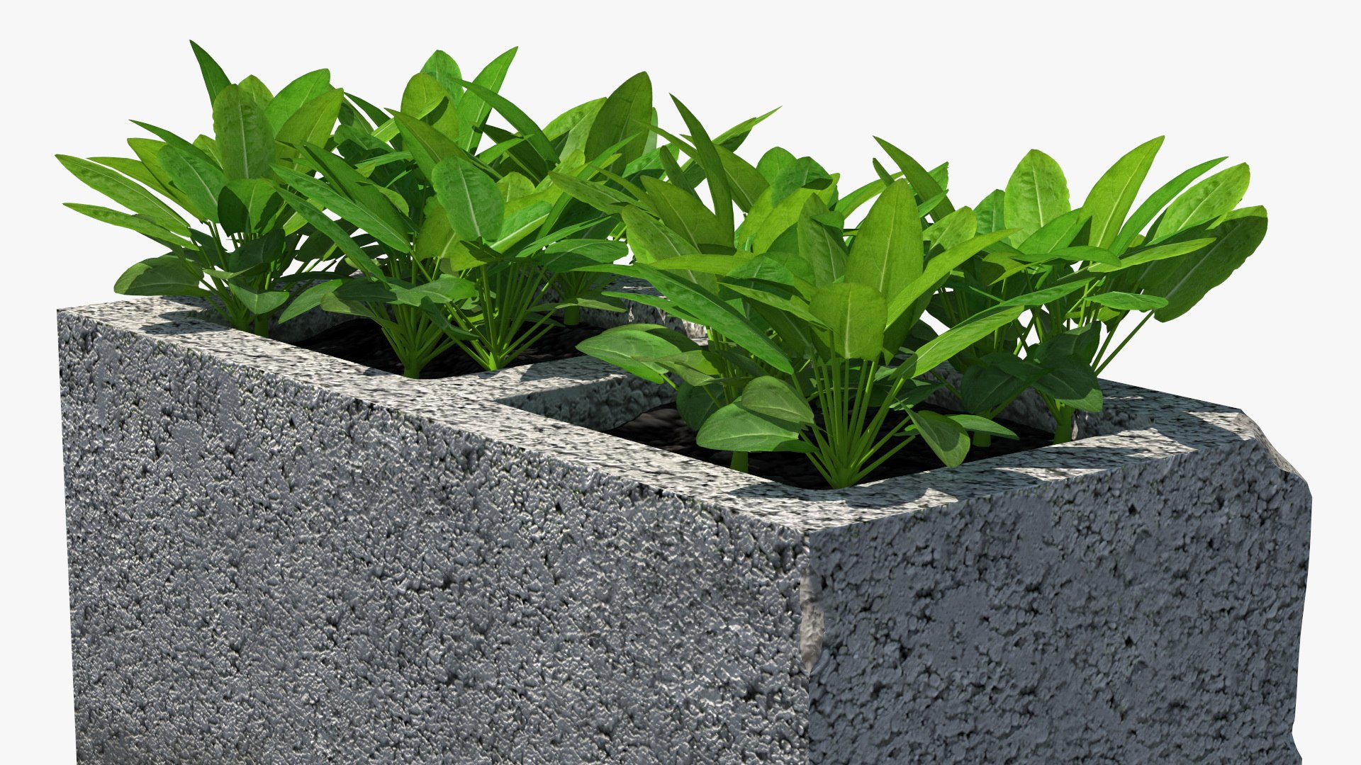 Cinder Block with Greenery model https://p.turbosquid.com/ts-thumb/D2/J8cOoi/T1/cinder_block_with_greenery_011/jpg/1734827381/1920x1080/fit_q87/4d3e62a25ddfd3a9be296a733937cb2f6918bec6/cinder_block_with_greenery_011.jpg