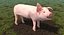 pig piglet landrace rigged model