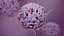 Basophil White Cell