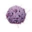 Basophil White Cell