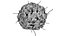 Basophil White Cell