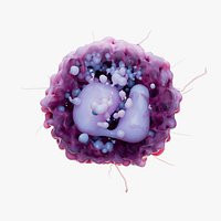 Basophil White Cell