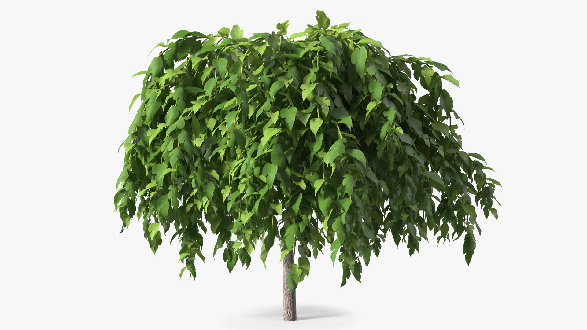 Morus Tree 3D model preview