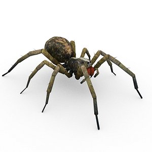 3d model wolf spider animations