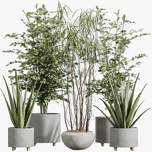 3D AV Indoor Plants Set 331 Ficus Dracaena Marginata and Alnus Glutinosa Alder and Aloe Vera