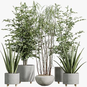 AV Indoor Plants Set 331 Ficus Dracaena Marginata and Alnus Glutinosa Alder and Aloe Vera