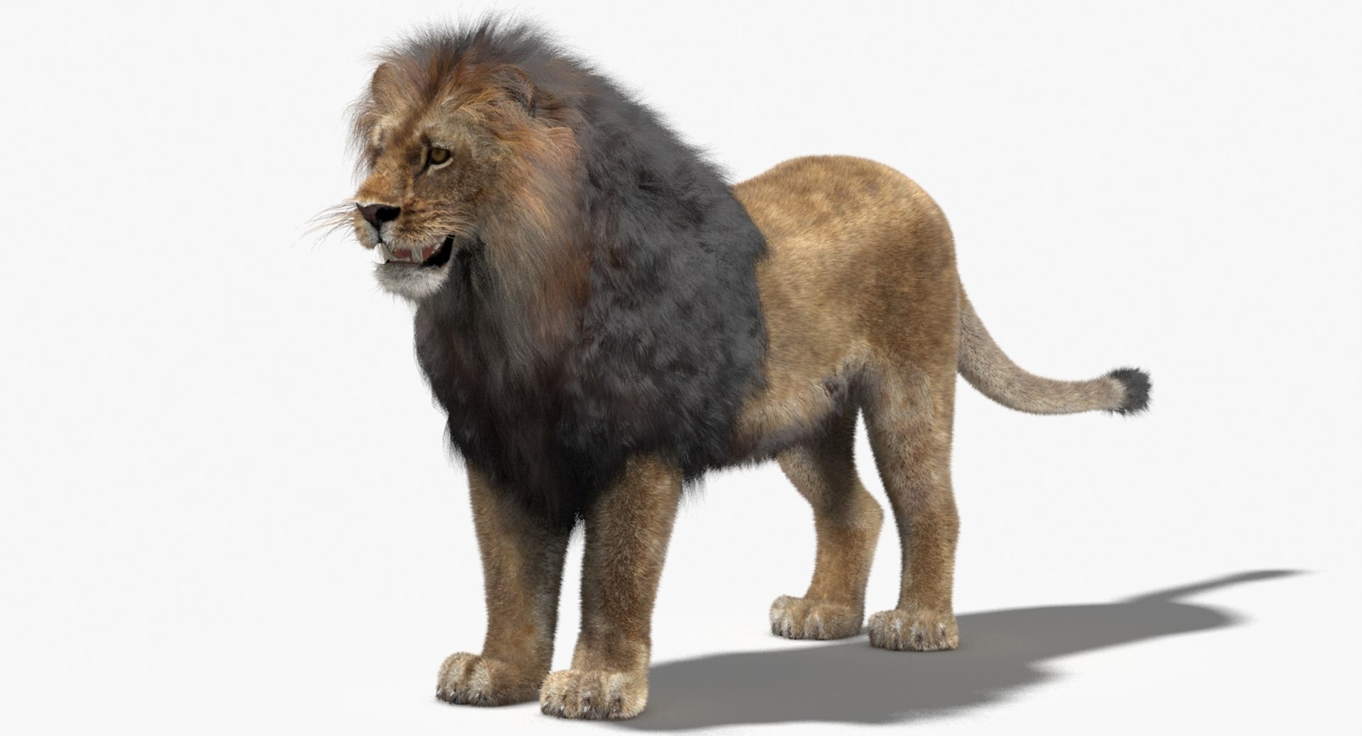 3d Lion Fur Model