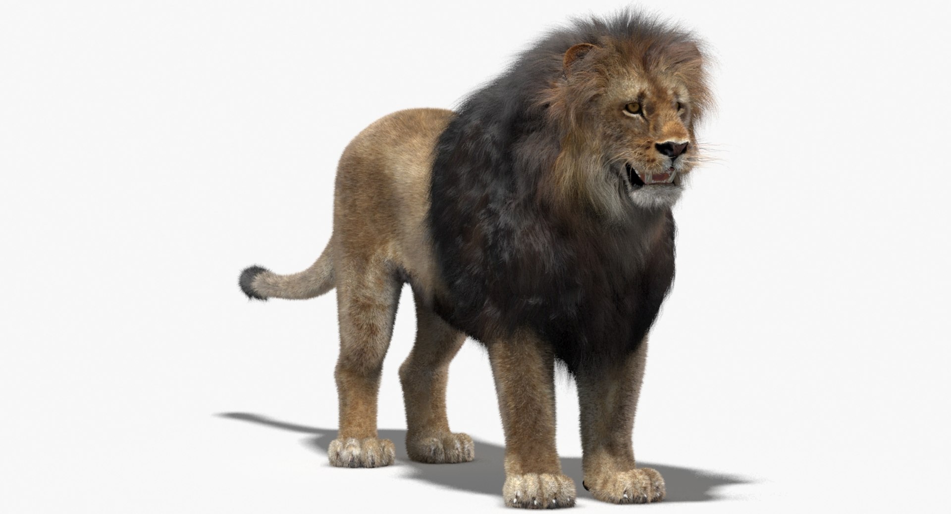 3d lion fur model