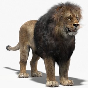 3d lion fur model