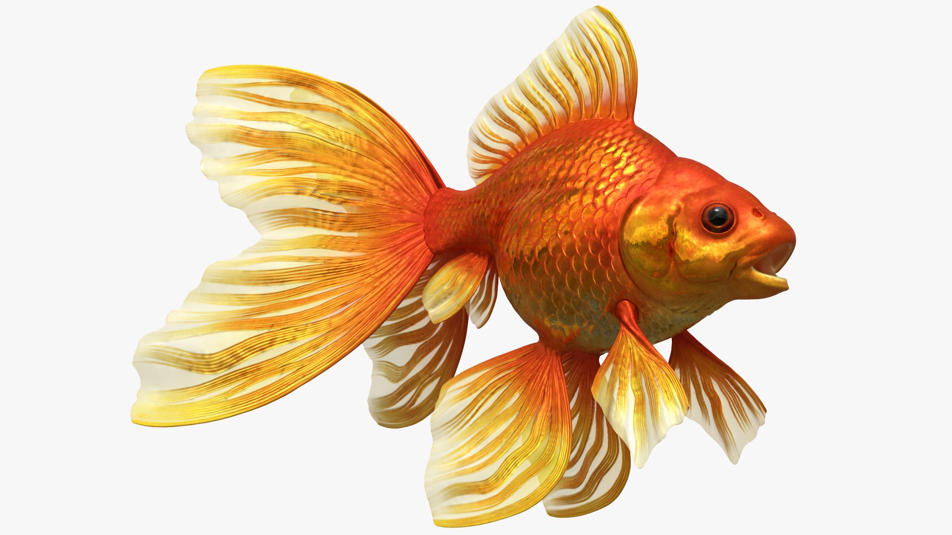 3D Fantail Goldfish Swimming Animated Rigged For Maya - TurboSquid 2551067
